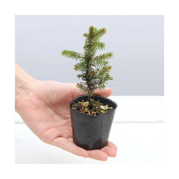 楽天市場】（山野草）盆栽 マツ（松）アカエゾマツ（赤蝦夷松）2．5