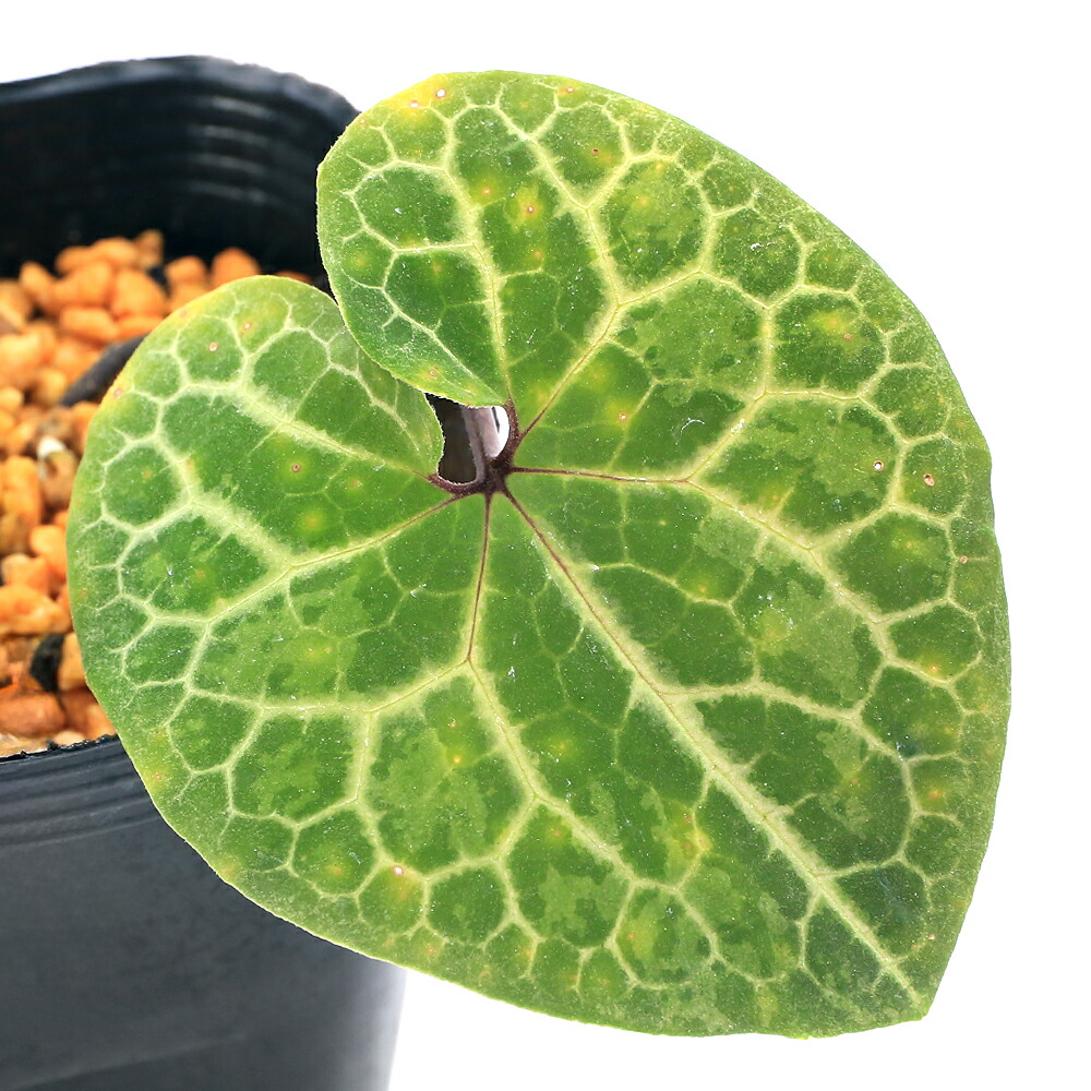 楽天市場】（山野草）カンアオイ（寒葵）亀甲葉 タン花サイシン