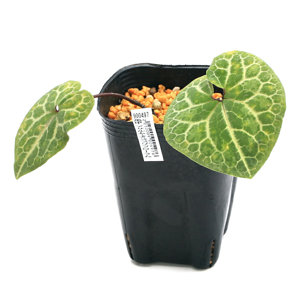 楽天市場】（山野草）カンアオイ（寒葵）亀甲葉 タン花サイシン