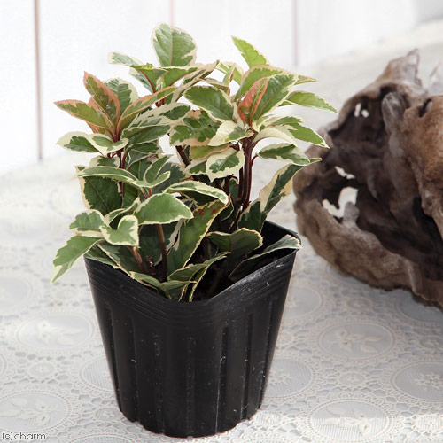 楽天市場】（山野草）盆栽 十両 斑入りヤブコウジ（藪柑子） 3号（1