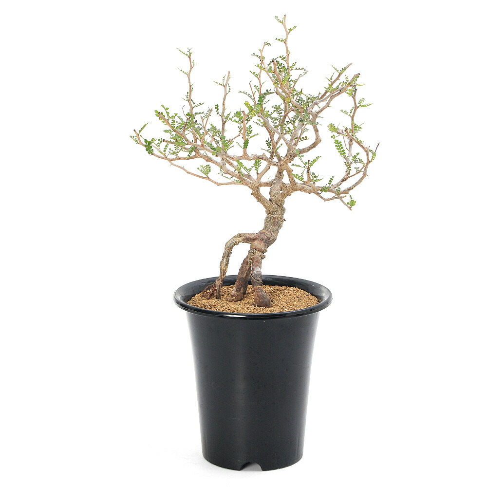 パキプス オペルクリカリア」の人気商品一覧 | 安い商品を通販サイト