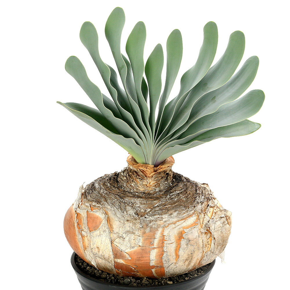 楽天市場】ブーファン（花・観葉植物｜花・ガーデン・DIY）の通販