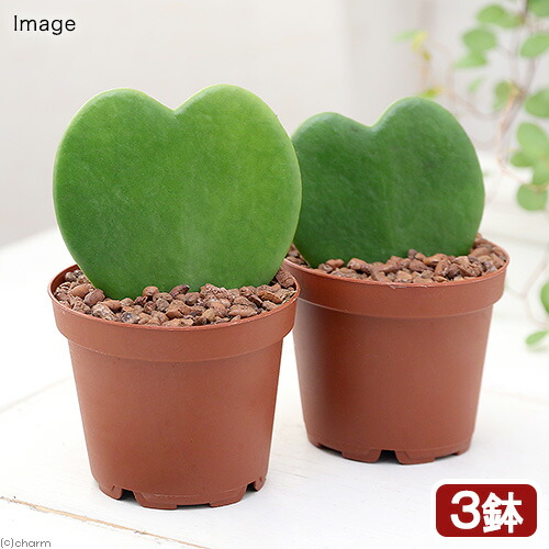 観葉植物 サクララン」の人気商品一覧 | 安い商品を通販サイトから探す