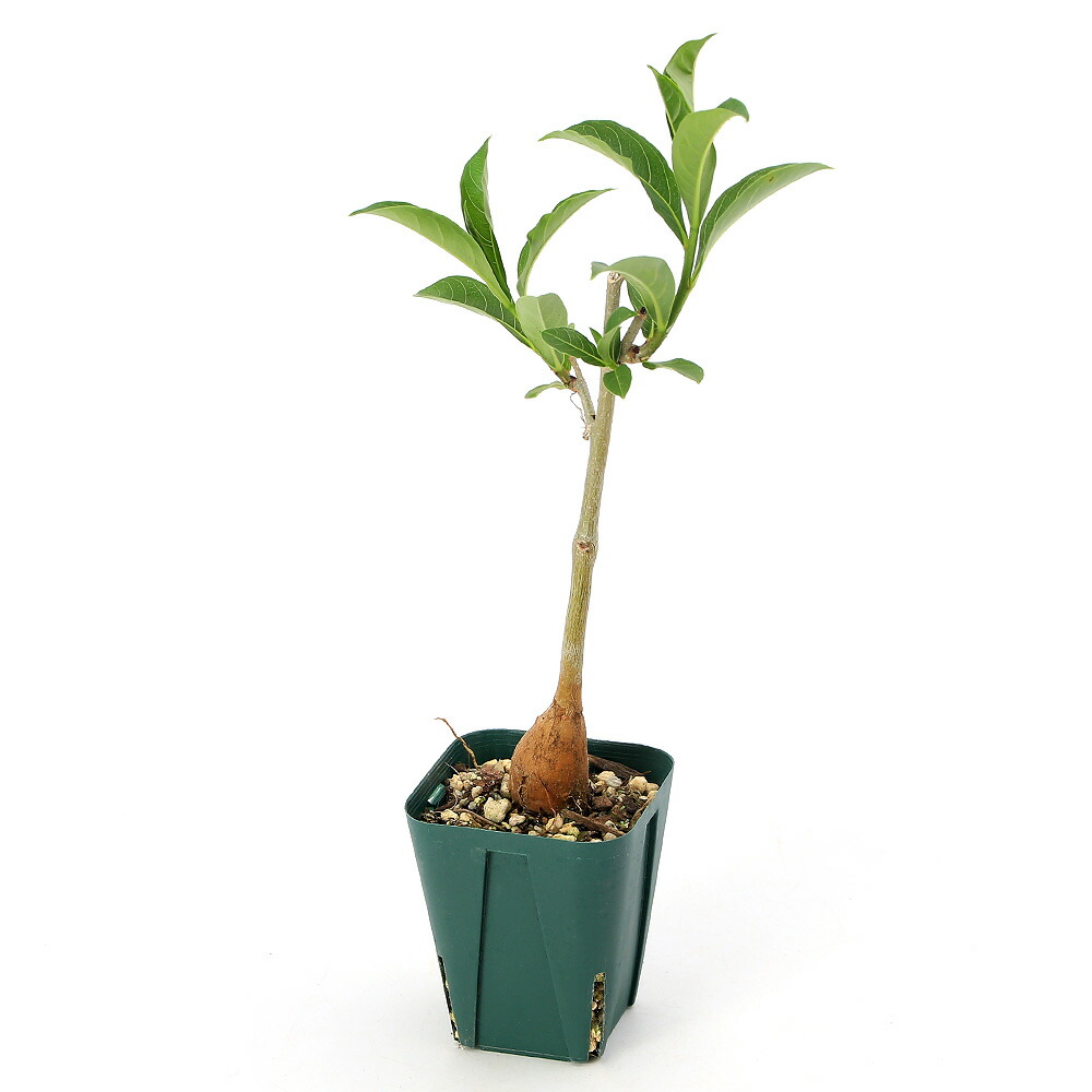 楽天市場】（多肉植物）バオバブの木 アダンソニア ディギタータ 実生