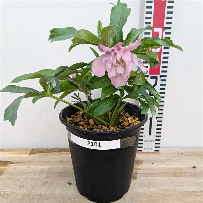 楽天市場】【現品】クリスマスローズ ダブル咲き ピンク系 5号鉢植え