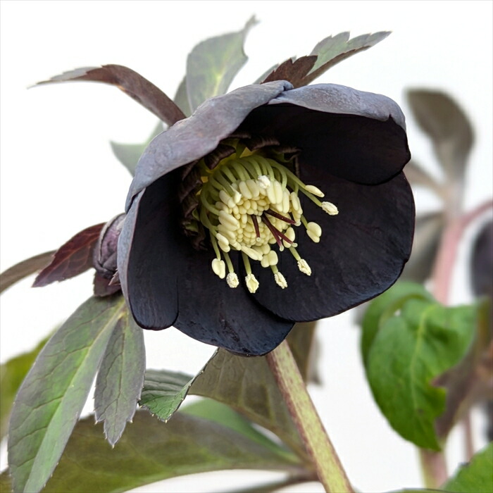 楽天市場】【開花見込み株】ミヨシのクリスマスローズ ブラックパール