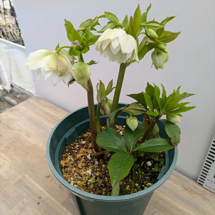 楽天市場】【現品】クリスマスローズ ダブル咲き ホワイト系 スポット