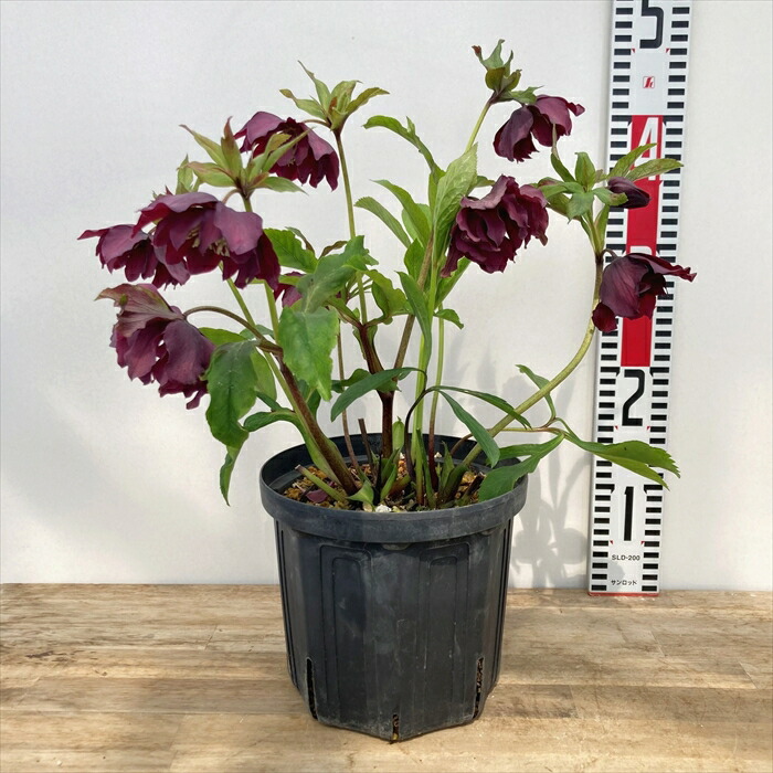 ☆クリスマスローズ☆リバースピンク☆八重咲き☆6号鉢☆ 楽天市場】花