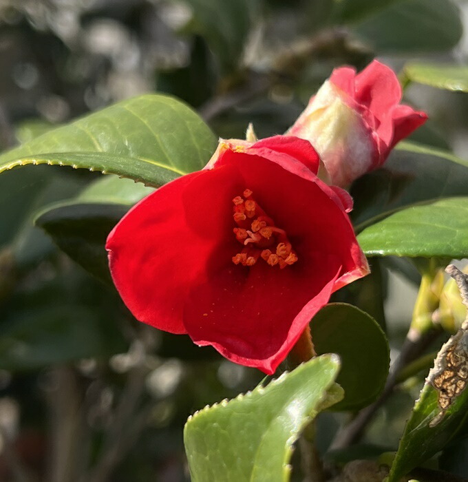 楽天市場】椿（ツバキ） 炎の舞(ホノオノマイ）6号 接木苗(g07-2