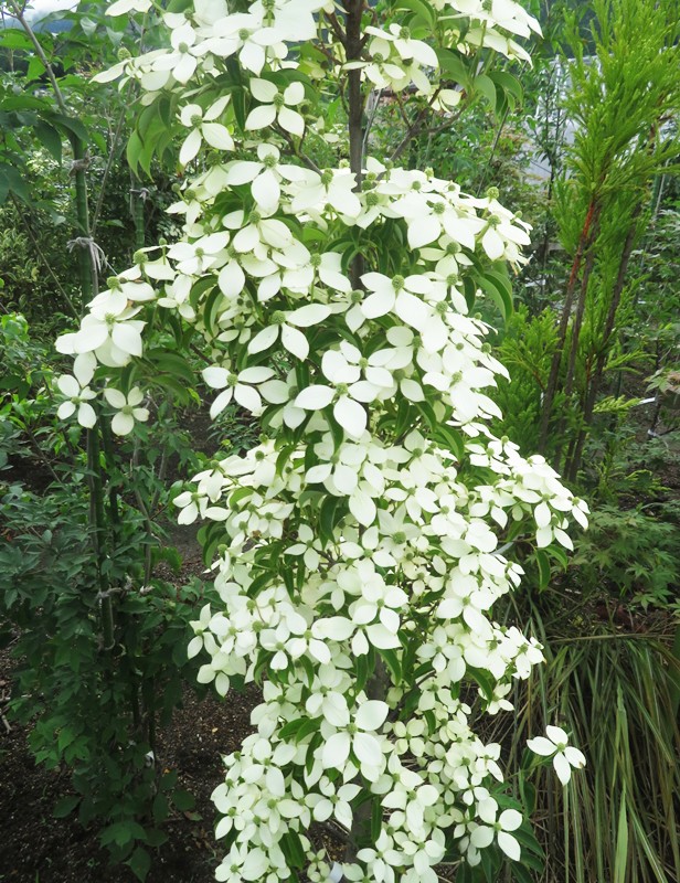 楽天市場】【選べる現品】常緑山法師(常緑ヤマボウシ) 苗木 月光