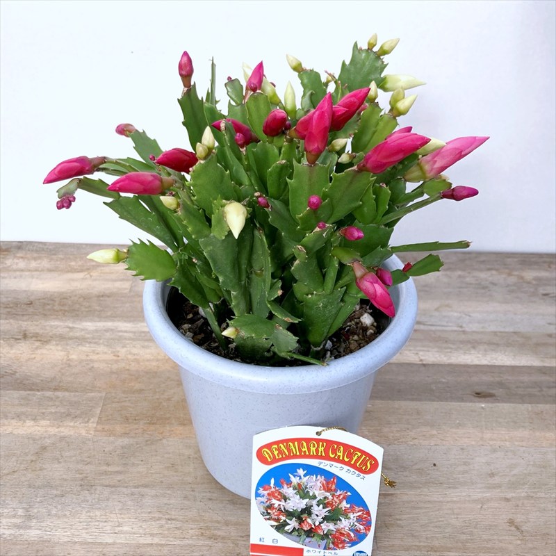 楽天市場】シャコバサボテン苗 ホワイトベル＆ダークマリー MIX (紅白