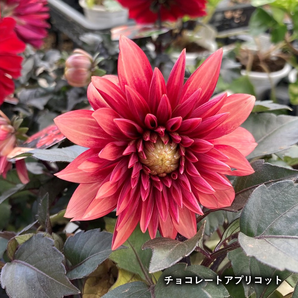 楽天市場】【花色で選ぶ】ダリア ラベラグランデ・チョコレート 4号