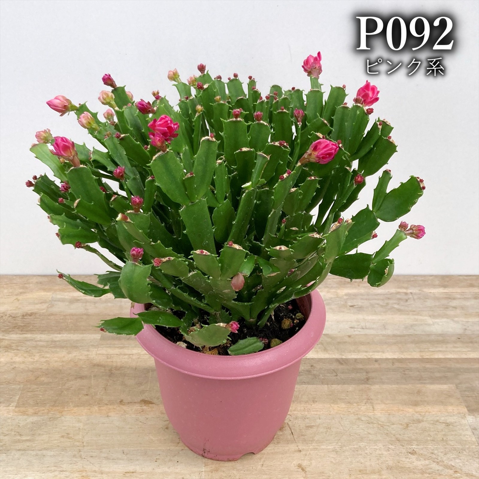 楽天市場】【6色から選ぶ】シャコバサボテン コンペイトウシリーズ 6号