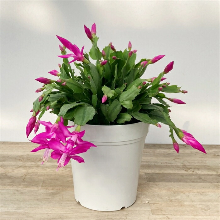 シャコバサボテン 斑入り 4号鉢つき レアな大株❗ シャコバサボテン4号