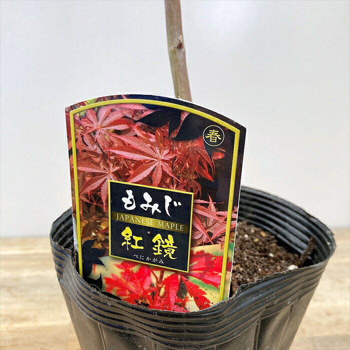 楽天市場】モミジ 紅鏡(ベニカガミ）4.5号 接ぎ木苗木（y08） : 千草園芸