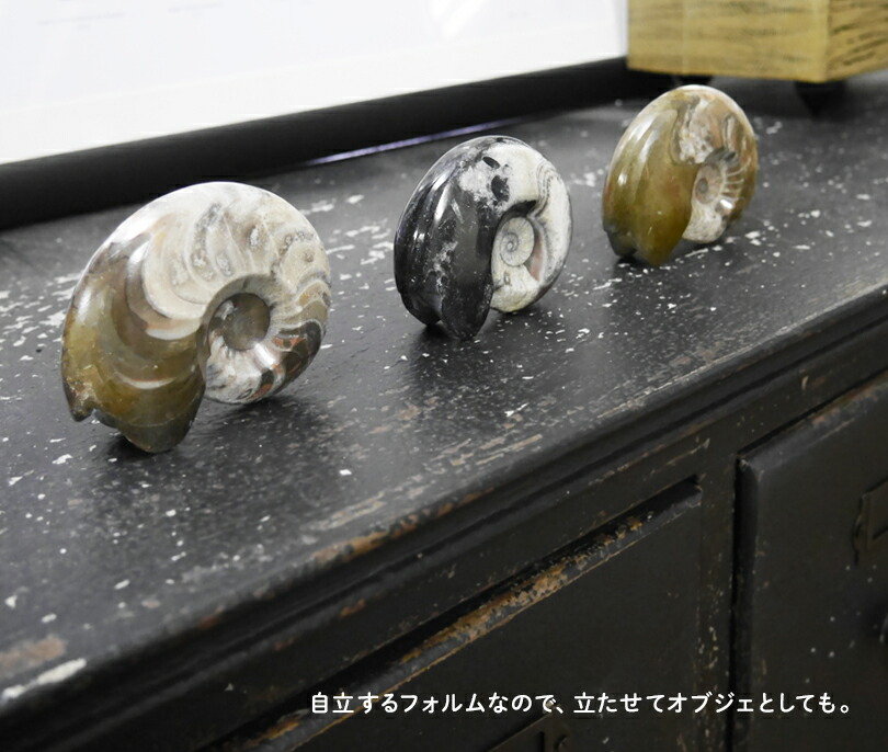 楽天市場】Sサイズ 【化石ペーパーウェイト】アンモナイト 大理石 文鎮