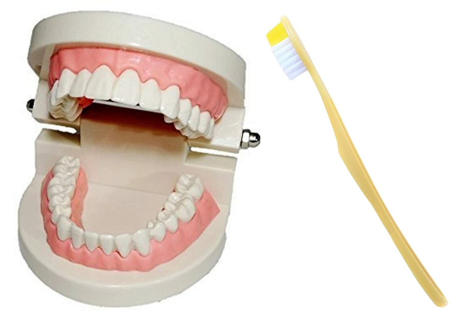 楽天市場】歯牙模型の通販