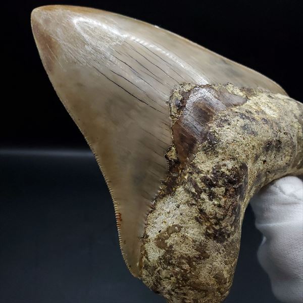 楽天市場】【送料無料】【メガロドン /化石/歯/恐竜】極上 メガロドン