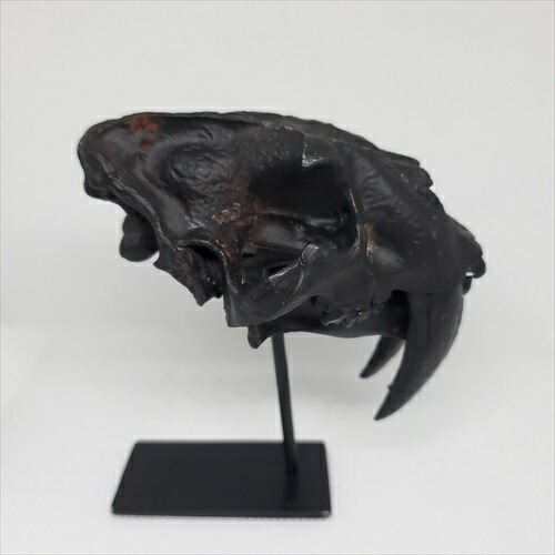 楽天市場】【送料無料】【スミロドン /サーベルタイガー/化石】 美品