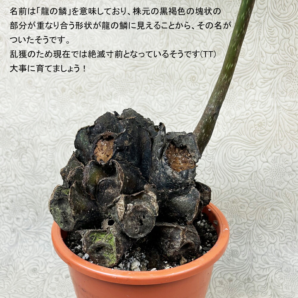 楽天市場】シダ植物 リュウビンタイ5号別名：龍の鱗 : カワナミ