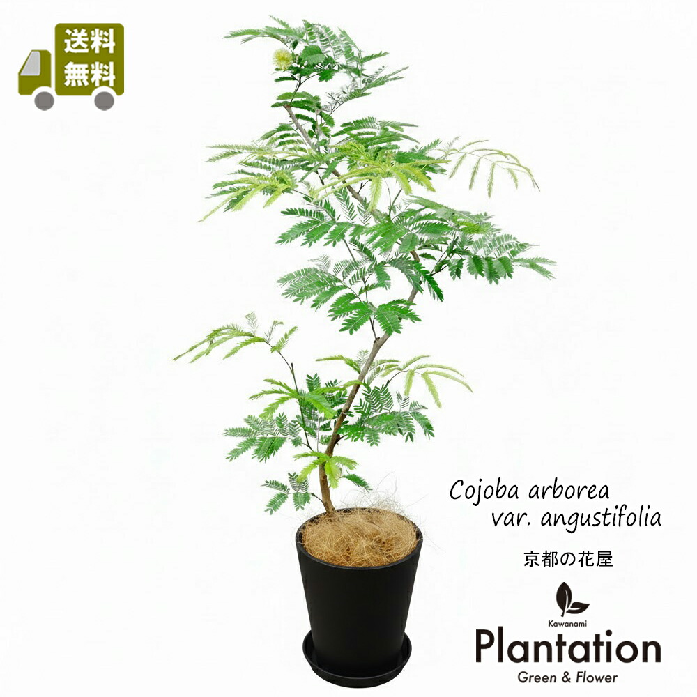 エバーフレッシュ 曲がり」の人気商品一覧 | 安い商品を通販サイトから