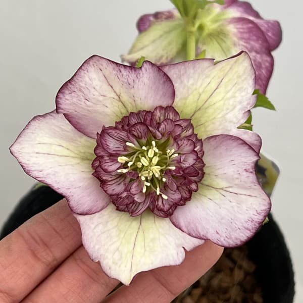 苗 クリスマスローズ セミダブル」の人気商品一覧 | 安い商品を通販