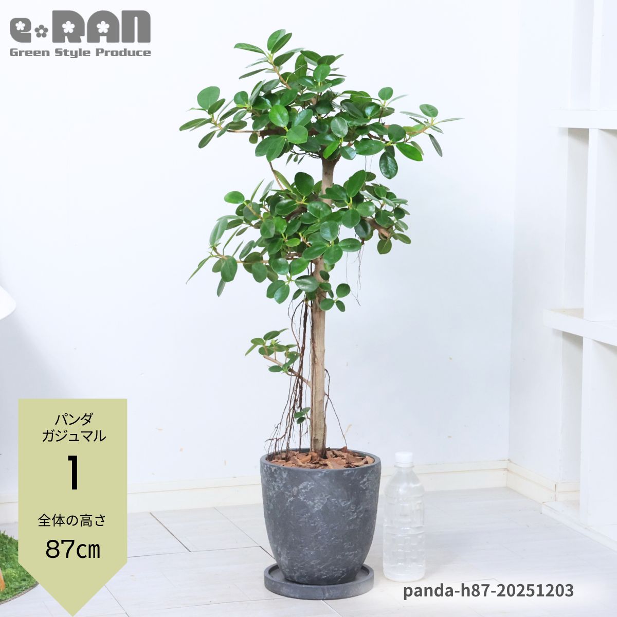 楽天市場】＼ポイント5倍／【選べる現品発送】観葉植物 パンダ