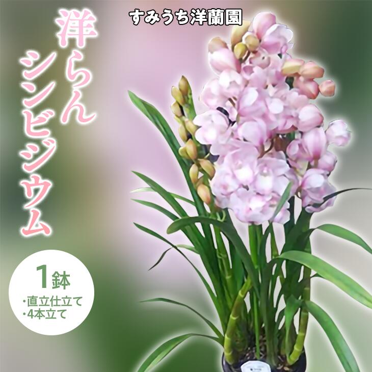 楽天市場】【ふるさと納税】栃木県上三川町産 洋らんシンビジウム1鉢