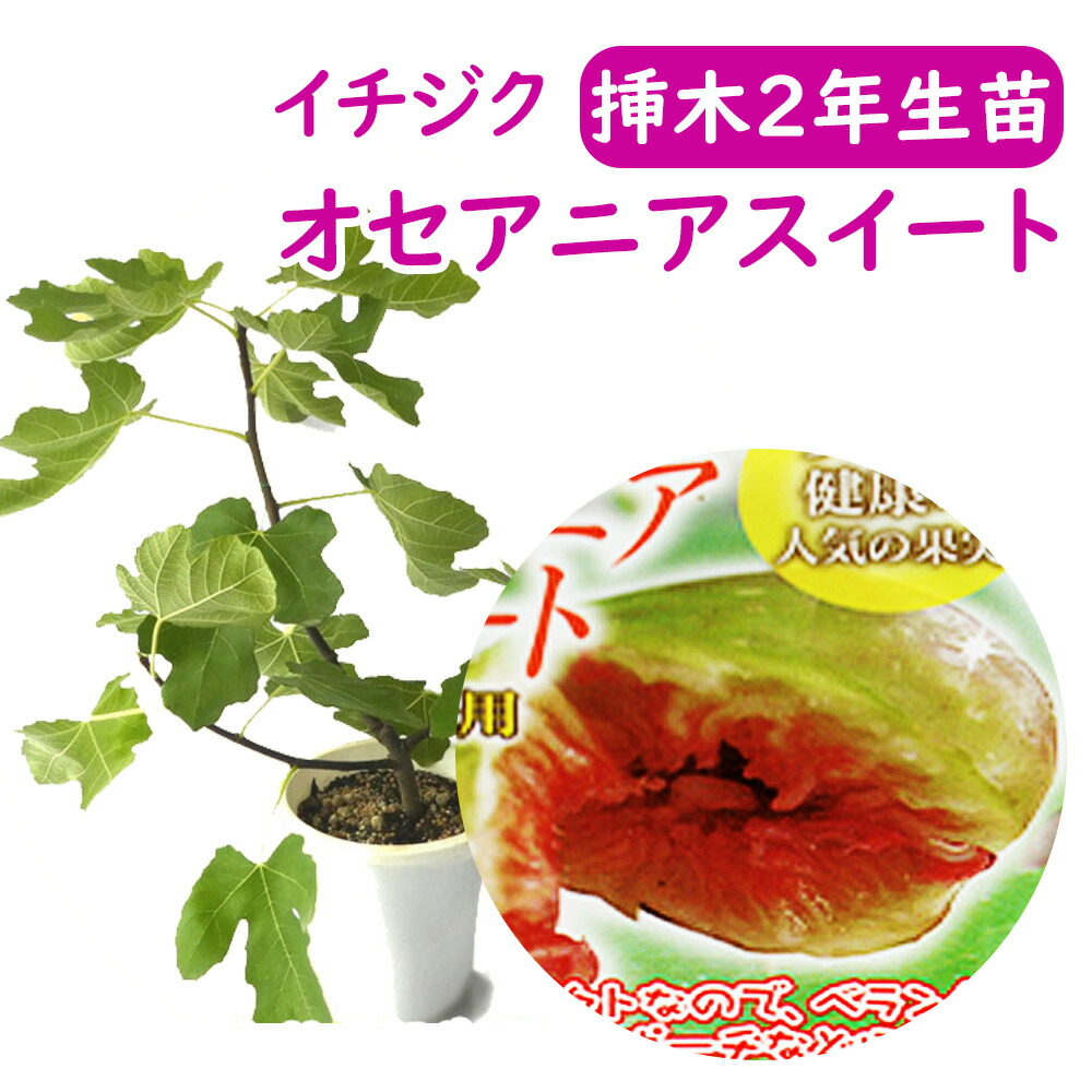 楽天市場】春まで落葉中です【とにかく根ががっちり！】イチジク