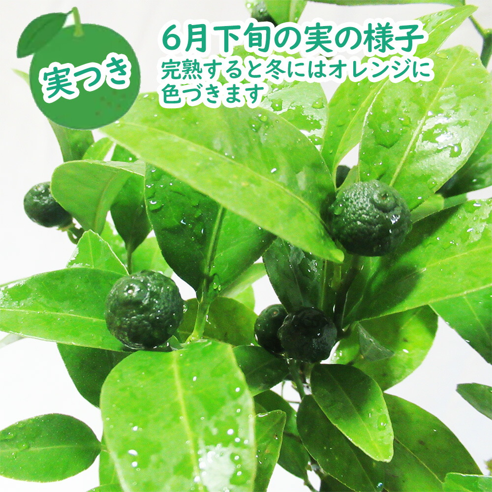 楽天市場】【 実つき 】「 シークヮーサー 」 苗木 13.5cm(4.5号