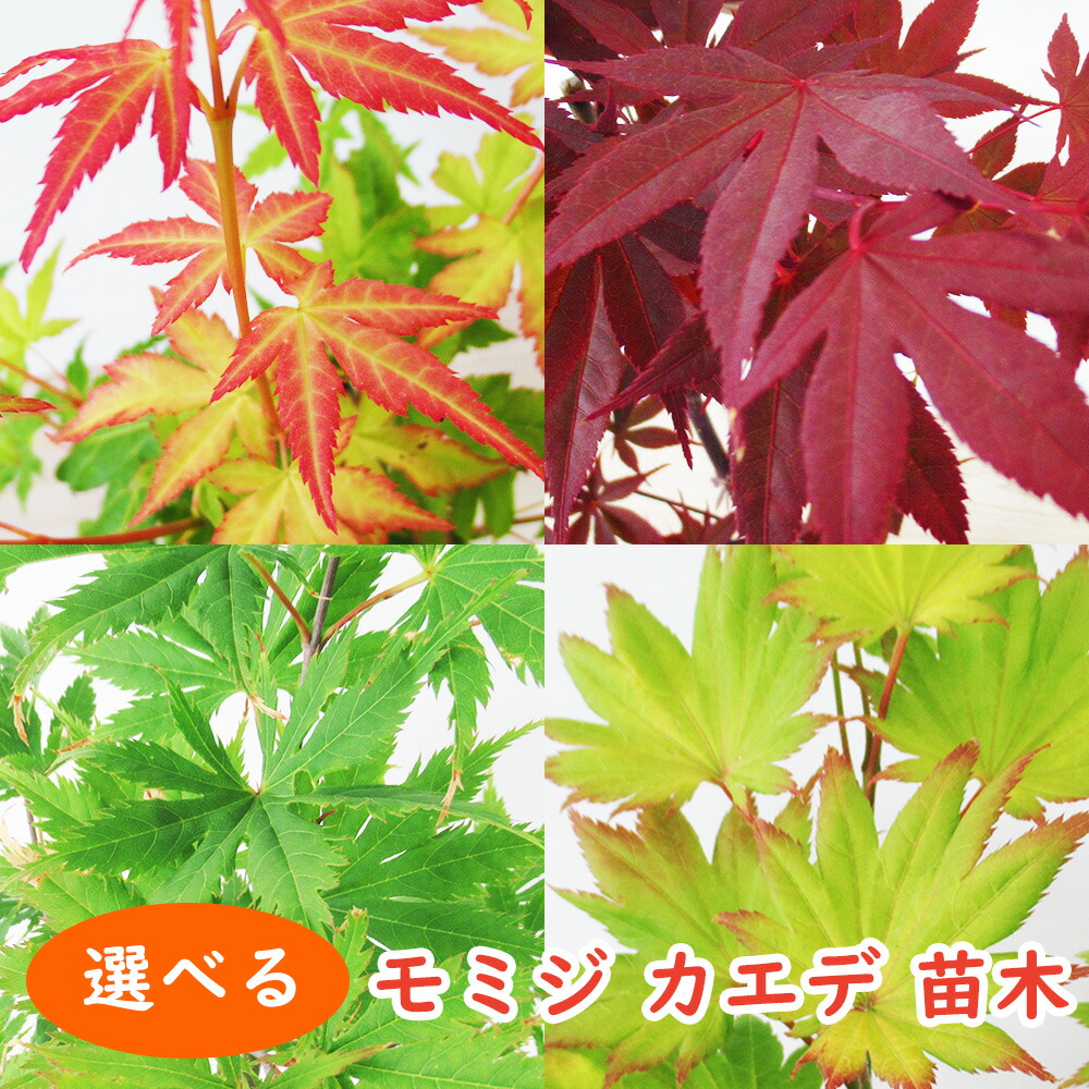 楽天市場】選べる 【 モミジ カエデ 苗木 】 12cmロングポット 樹高約