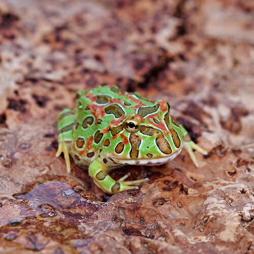 楽天市場】(両生類)ベルツノガエル （約3-4cm）（1匹）【水槽