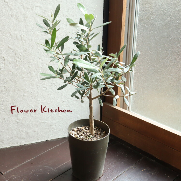 楽天市場】『SOUJU オリーブ 3号 品種おまかせお届け』 オリーブ 3号