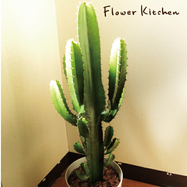 楽天市場】『大雲閣』 7号鉢 (大) ユーフォルビア 【送料無料】ギフト