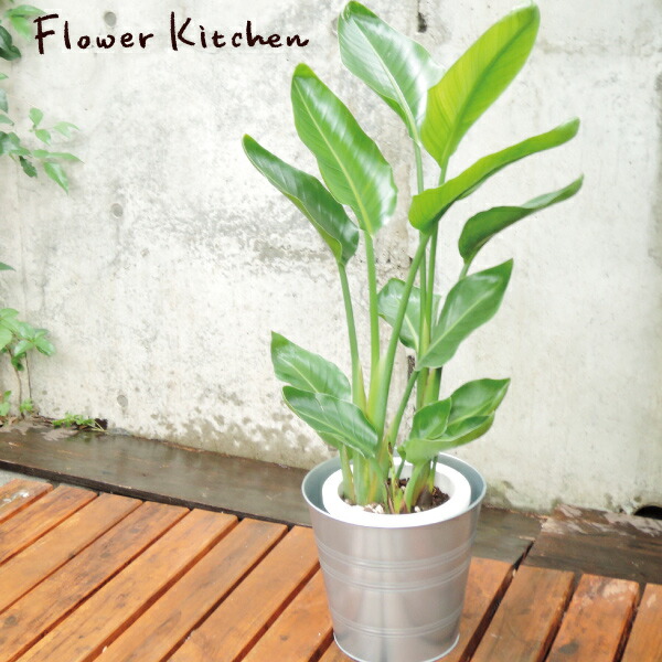 楽天市場】『 ストレリチア 7号鉢 オーガスタ 【イケア】【IKEA】 の