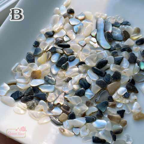 楽天市場】シェル 貝 欠片 かけら あわび 貝殻 天然素材 封入 ケース