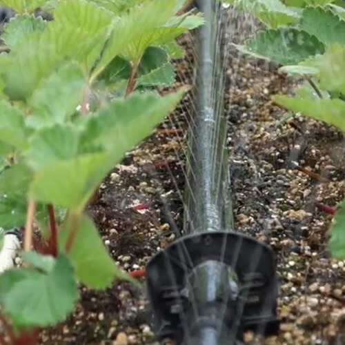 楽天市場】【1/25〜2/25開催！当選確率1/2☆最大100%P還元！要