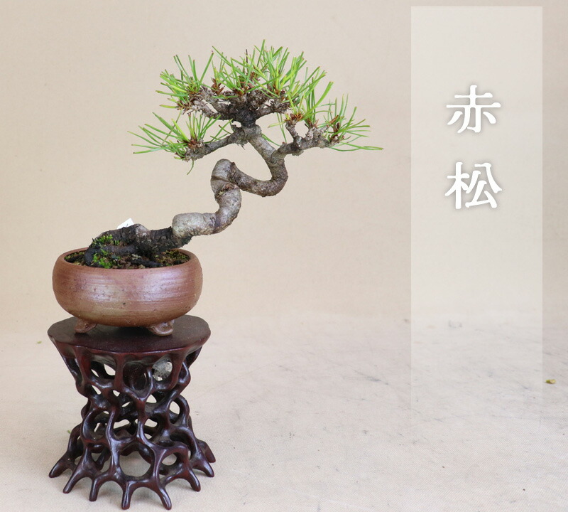 楽天市場】（株）一樹園 黒松 【 売上一位商品 】 中品盆栽／樹齢20