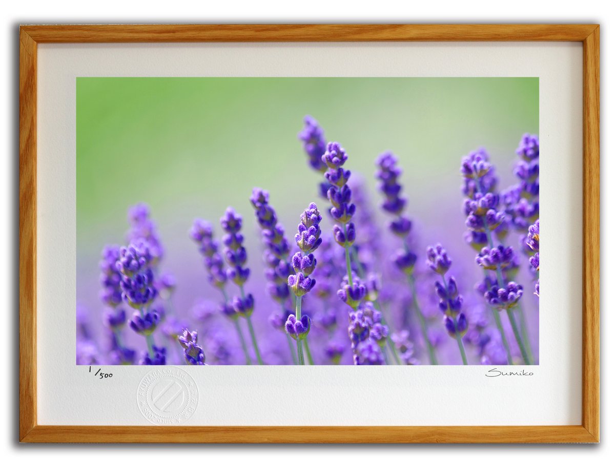 楽天市場】版画 絵画 ラベンダー畑(スミコ スコット)/インテリア 額