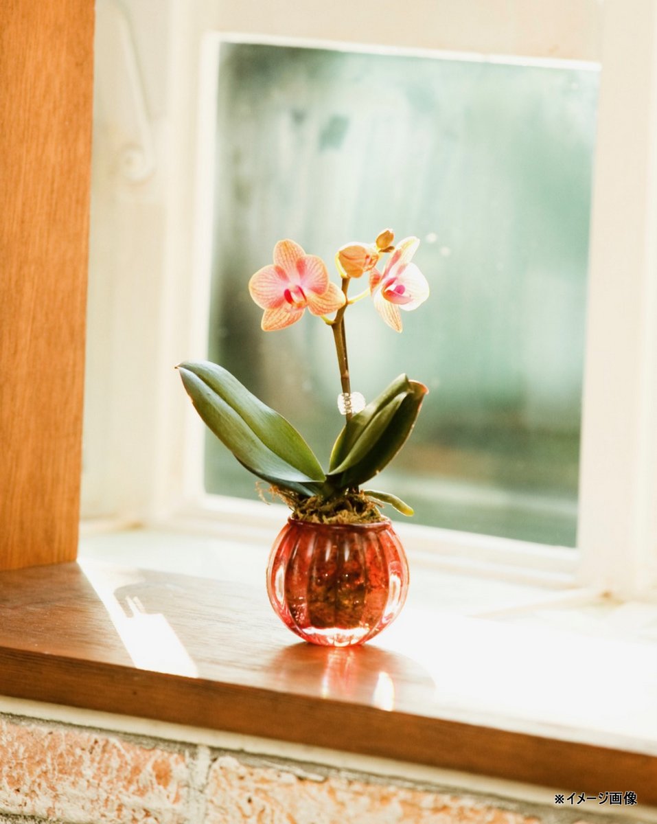 楽天市場】【旬の品種をお届け】マイクロ胡蝶蘭 ピンク系胡蝶蘭 2本