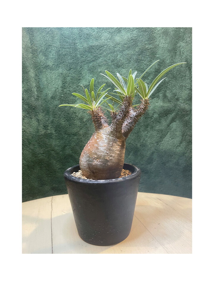 塊根植物 グラキリス」の人気商品一覧 | 安い商品を通販サイトから探す