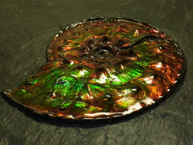 楽天市場】アンモライト原石標本 : アンモライト研究所