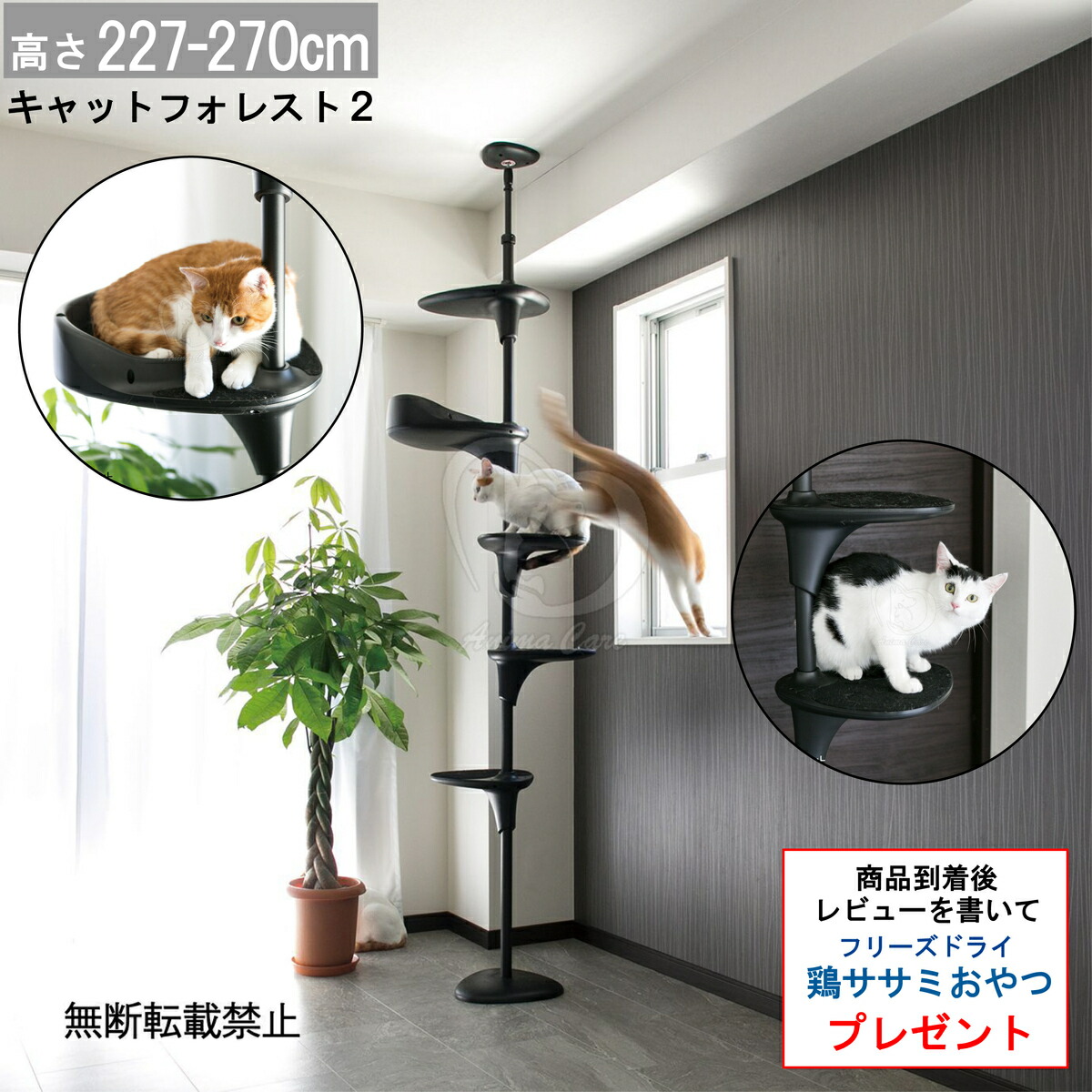 楽天市場】【最大2000円OFFクーポン配布】 OPPO CatForest2 キャット