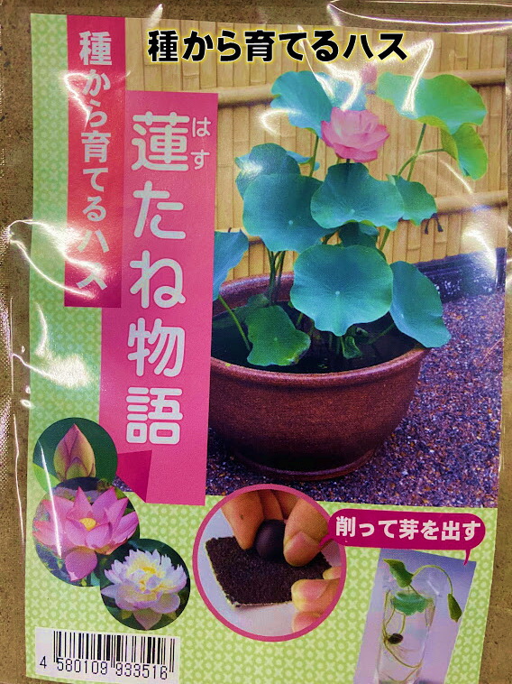 楽天市場】種から育てるハス 蓮 1粒（＋予備付き） 栽培説明書付き