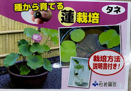 楽天市場】種から育てるハス 蓮 1粒（＋予備付き） 栽培説明書付き