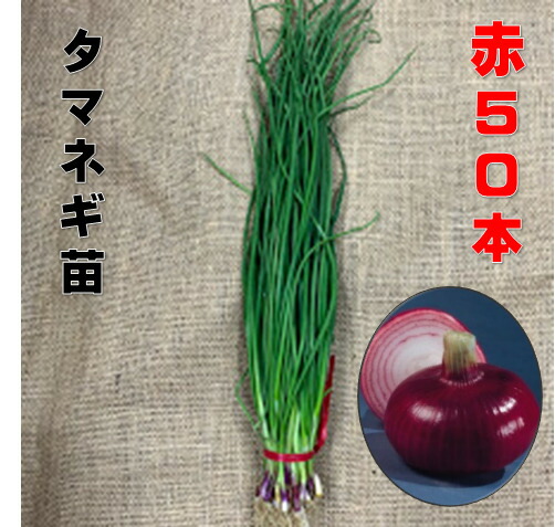 楽天市場】玉ねぎ苗 赤玉 50本 5/下〜6/上旬頃収穫品種 サラダ向き