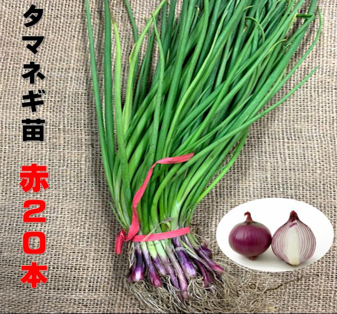 楽天市場】玉ねぎ苗 赤玉 20本 5/下〜6/上旬頃収穫品種 サラダ