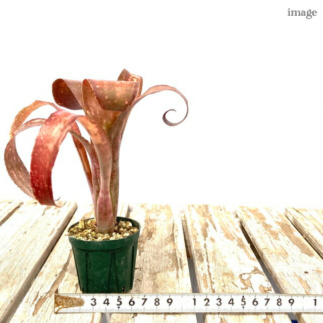 楽天市場】ビルベルギア 'テキーラサンセット' 2寸 (観葉植物 おしゃれ