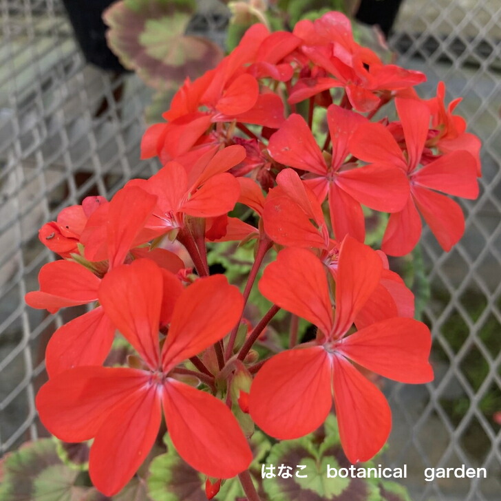 楽天市場】【ゼラニウム 苗】カラーリーフゼラニウム 真珠 赤花 ミセス