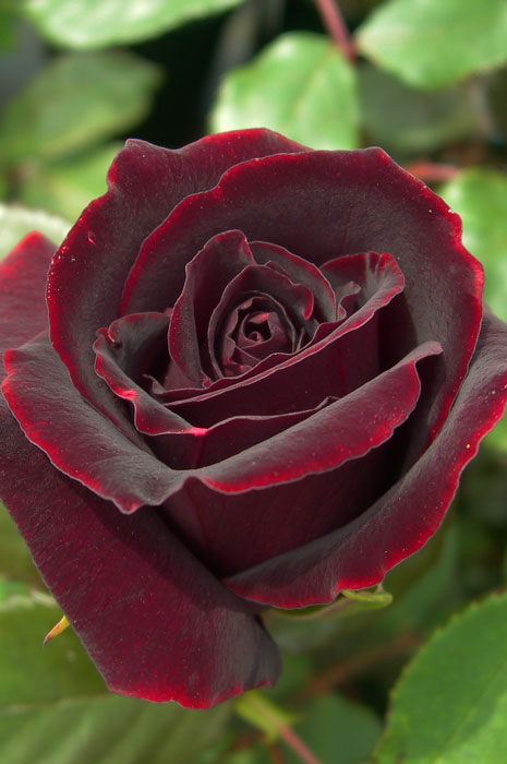 楽天市場】【冬季大苗】バラ苗 くろしんじゅ【黒真珠】クロシンジュ